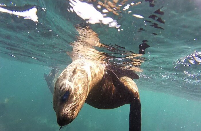 Seal Snorkeling view