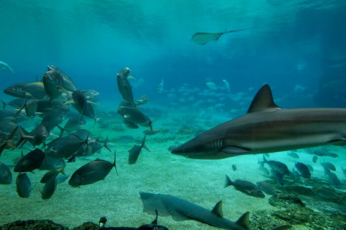 Shark Bay