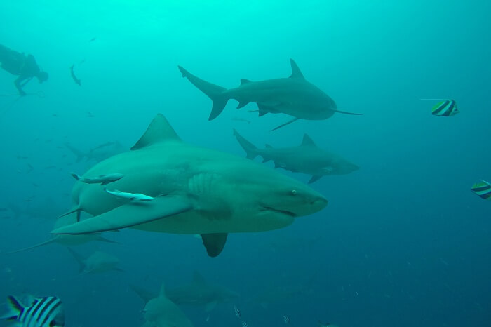 Sharks