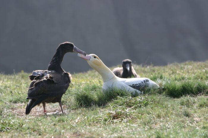 Short-tailed Albatross
