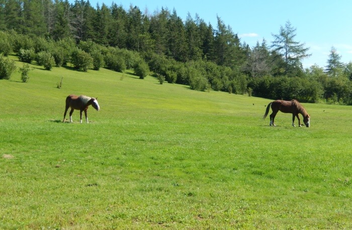 Shubenacadie