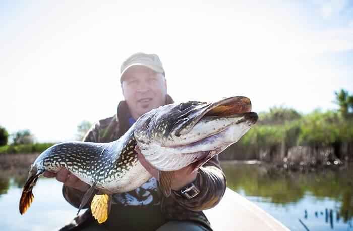 Large fish