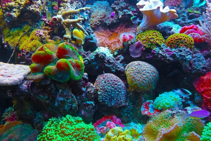 Snorkel and admire the coral reefs