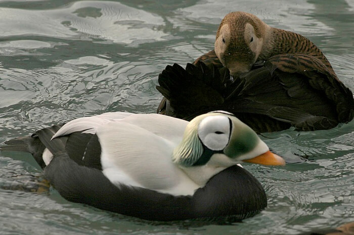 Spectacled Eider