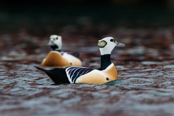 Steller’s Eider
