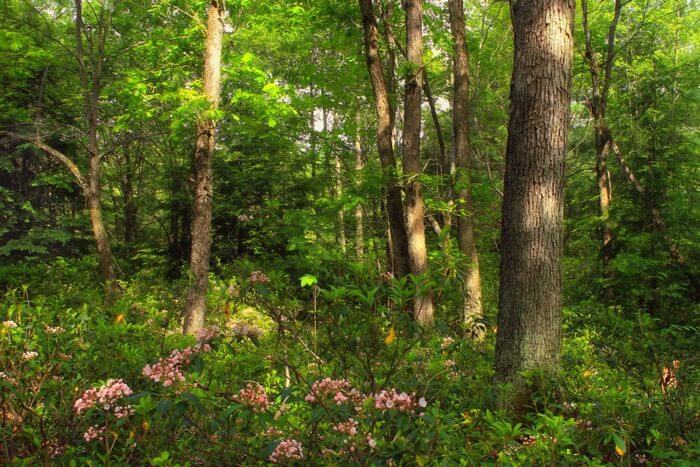 Vibrant Flower Forest