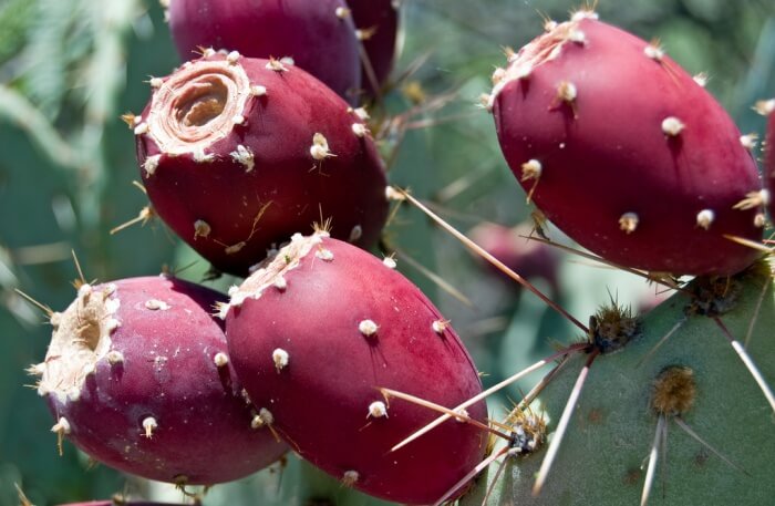 Ripe fruit