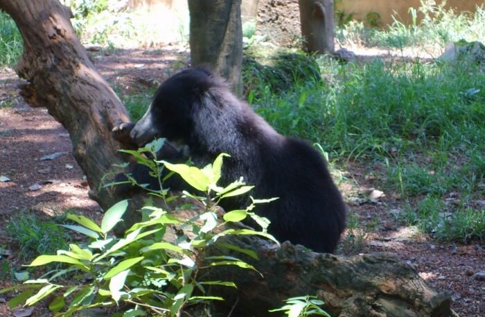 Taste Adventure At Dehiwala Zoo