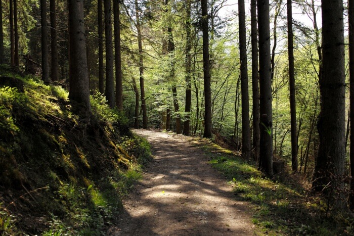 The Ardennes