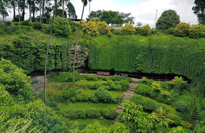 Forest view