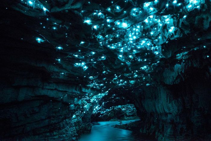 The Wonder Of Waitomo
