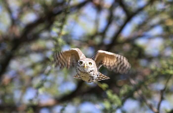 Beautiful bird flying in the Sky