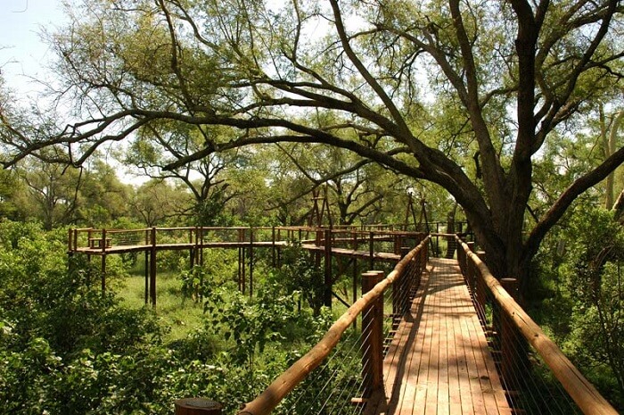 Tree Top Walk