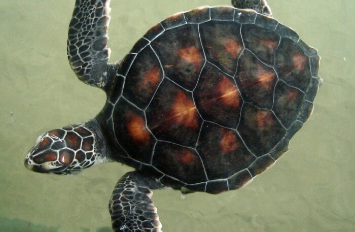Turtle Sanctuary