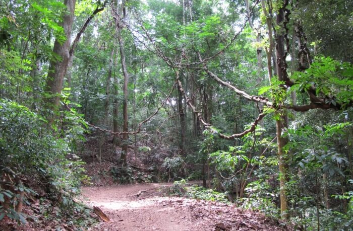 Udawattakele Forest Reserve