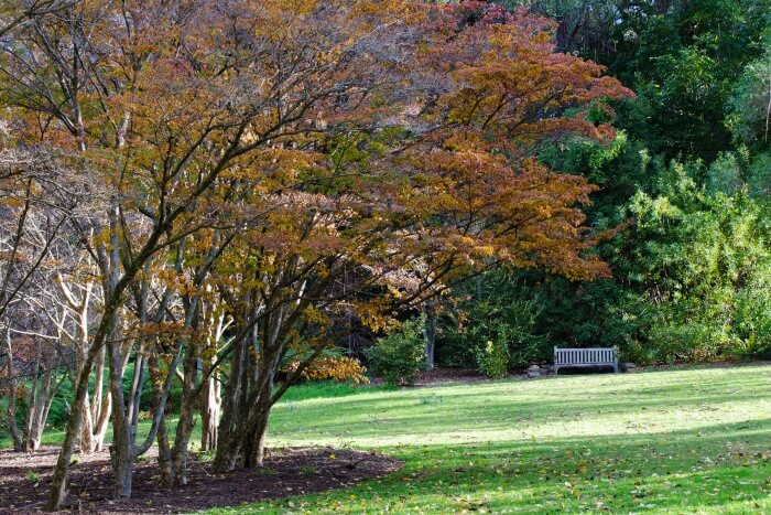 Visit the Blue Mountains Botanic Garden