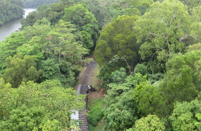 green forest view