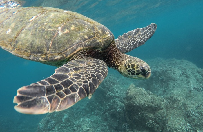 Turtles view