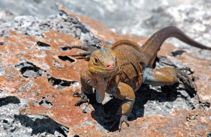 Lizard view
