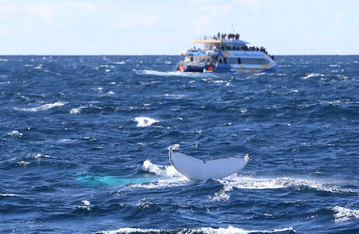 Whale Watching from very close