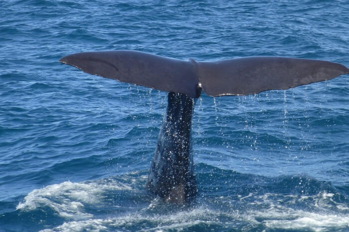 Whale-watching