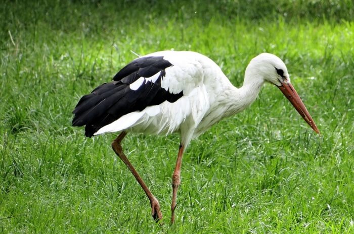 White Stork