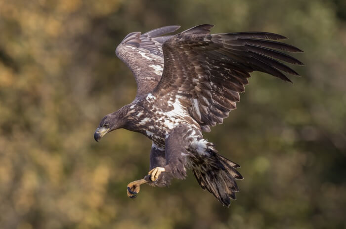 White Tailed Eagle