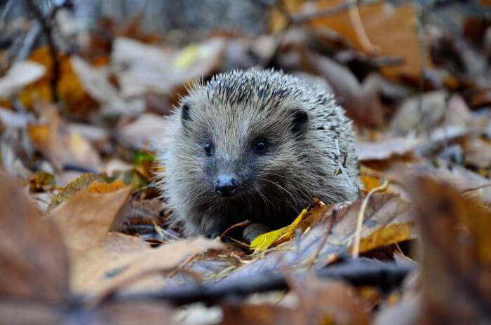 Wild Hedgehog