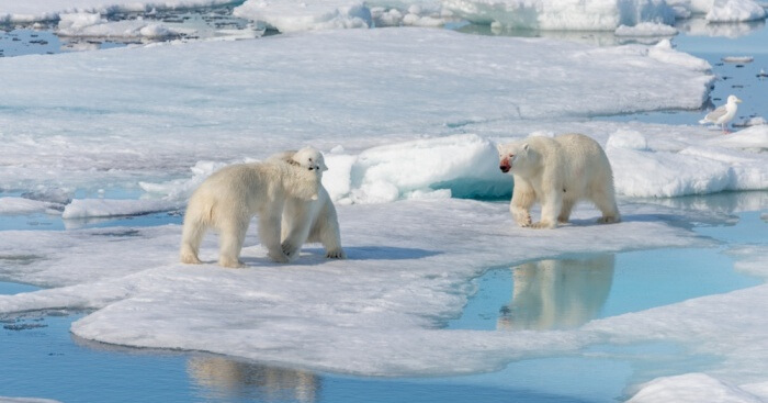 7 Places To Witness The Best Sights Of Wildlife In Norway!