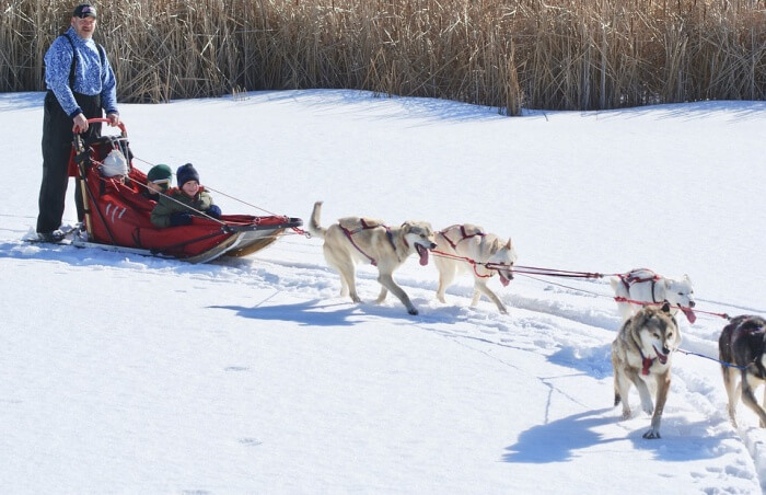 Winter Dog Mushing