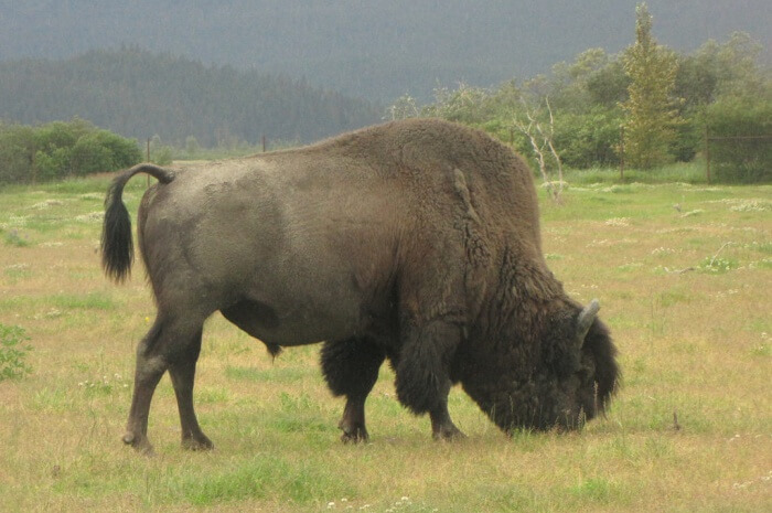 Wood Bison