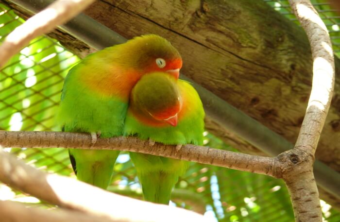 Parrot