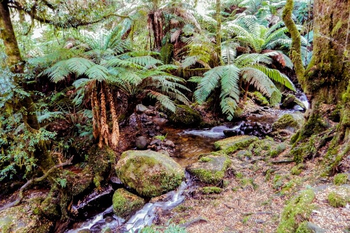Yarra Ranges National Park