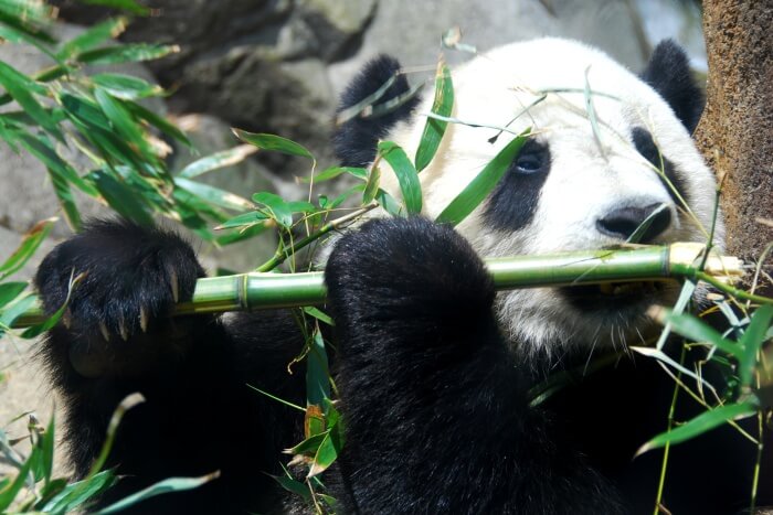 Zoo Atlanta