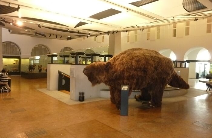 Zoological Museum, University Of Zurich