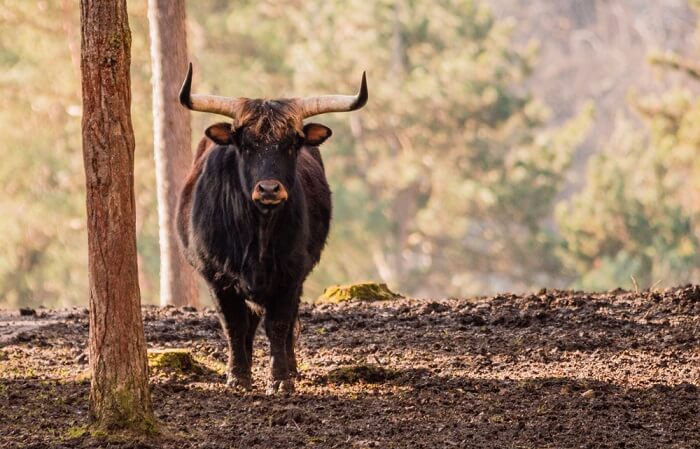 wildlife