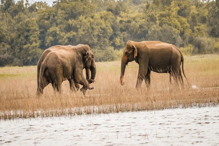 Fabulous Maduru Oya National Park