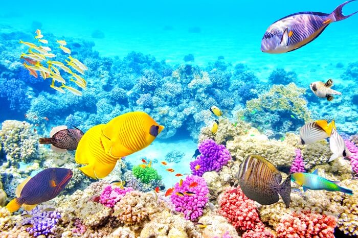 Great Barrier Reef In Australia: All About The Stunning Reef!