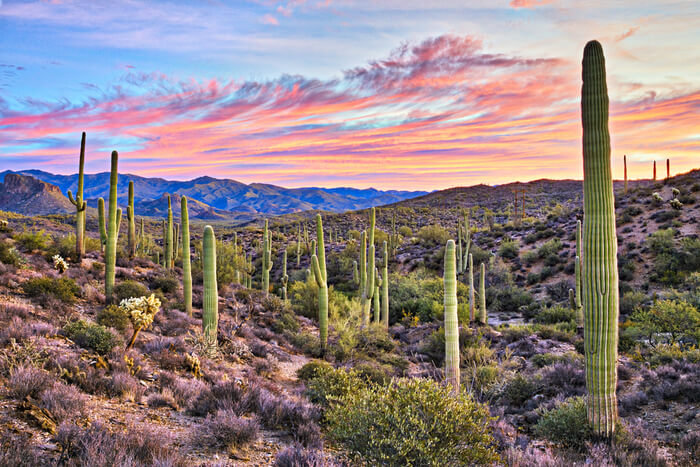 Incredible phoenix in summer