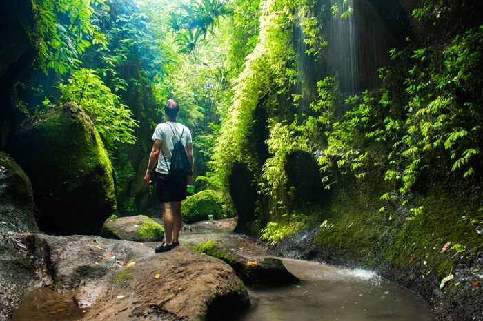 Forest view