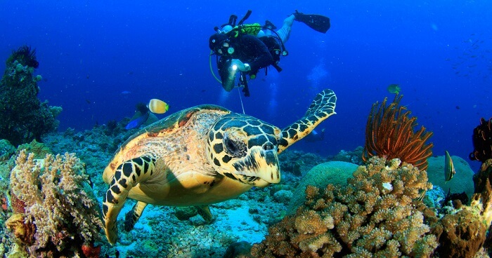 10 Best Spots For Scuba Diving In Israel 2023 For Thrill-Seekers!