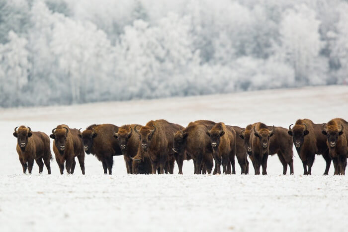 poland wildlife