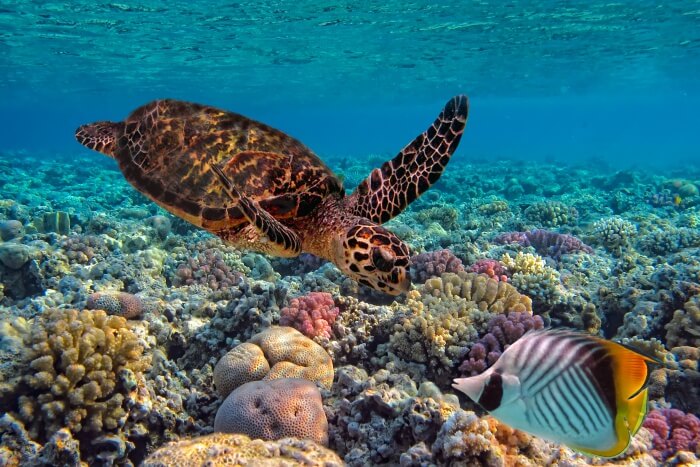 wildlife in Fiji