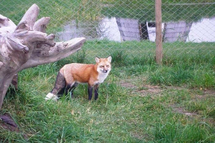 Alaveski Animal Park