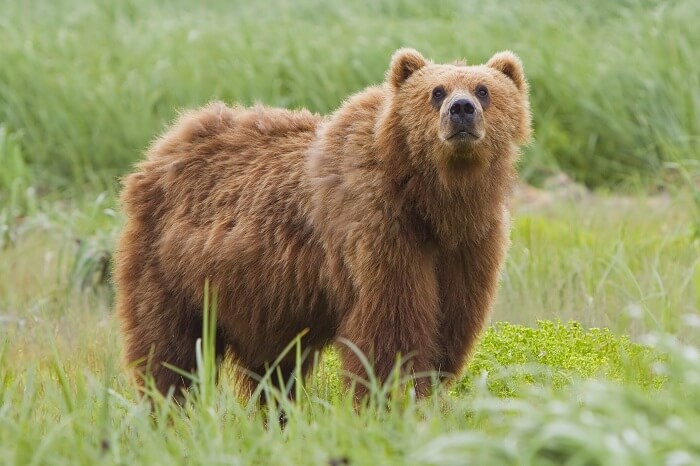 Alutaguse Bear-Watching Area
