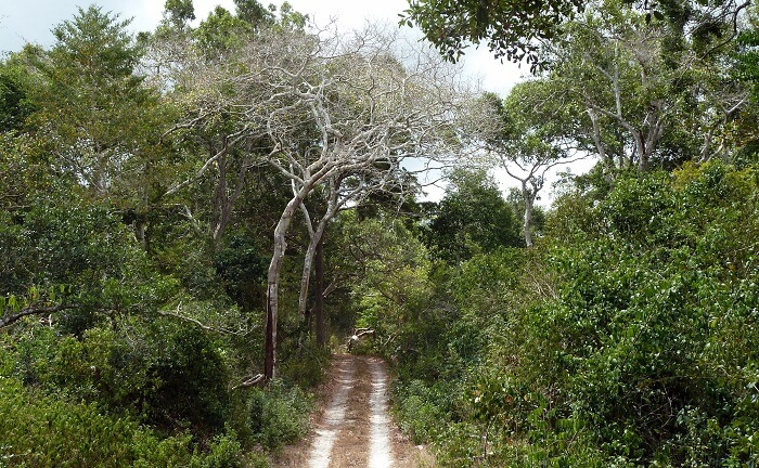 Arabuko Sokoke National Park