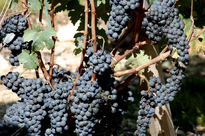 Au Sauvignon