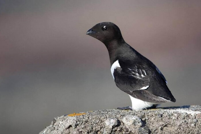 Auk