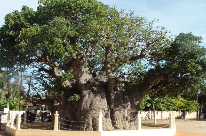 Baobab Tree