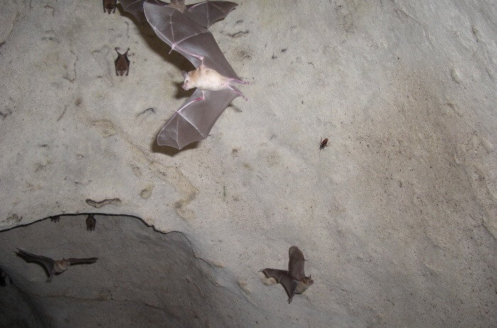 Bats